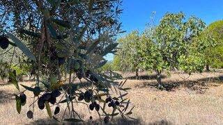 Land for sale in Torres Novas, Portugal — €95,000