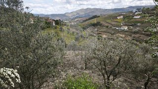 Land for sale in Lamego, Portugal — €33,500