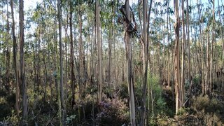 Land for sale in Pombal, Portugal — €4,000