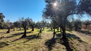Land for sale in Castelo Branco, Portugal — €29,900