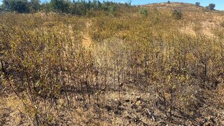 Terreno para venda em Tavira, Portugal — 30 000 €