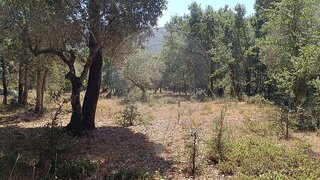 Terreno em Porto de Mós