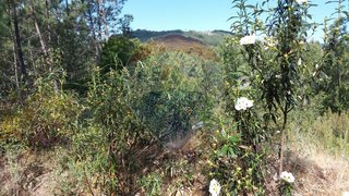 Terreno em Castelo Branco