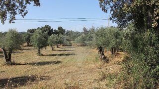 Land for sale in Ferreira do Zêzere, Portugal — €5,000