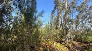 Terreno em Soure