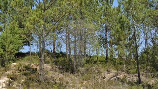 Land for sale in Ourém, Portugal — €49,000