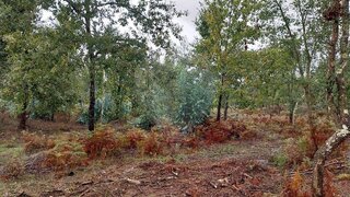 Land for sale in Sertã, Portugal — €30,000