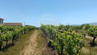 Land for sale in Bombarral, Portugal — €1,650,000
