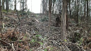 Terreno em Soure