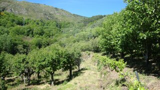 Land for sale in Lamego, Portugal — €99,000