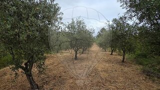 Land for sale in Pombal, Portugal — €12,500