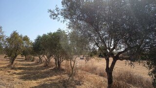 Land for sale in Santarém, Portugal — €35,000