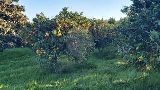 Land for sale in Loulé, Portugal — €50,000