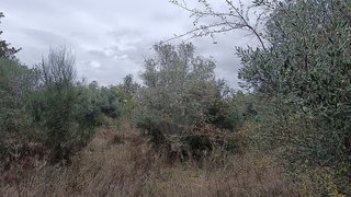 Land for sale in Penamacor, Portugal — €4,845
