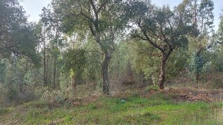 Terreno em Sardoal