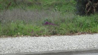 Land for sale in Torres Novas, Portugal — €100,000