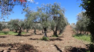 Land for sale in Macedo de Cavaleiros, Portugal — €65,000