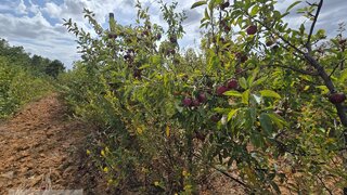 Land for sale in Fundão, Portugal — €39,900