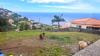 Land for sale in Funchal, Portugal — €245,000