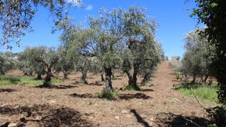 Terreno para venda em Macedo de Cavaleiros, Portugal — 65 000 €