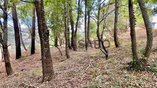 Terreno para venda em Sever do Vouga, Portugal — 55 000 €