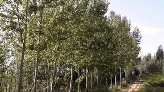 Terreno para venda em Vagos, Portugal — 90 000 €
