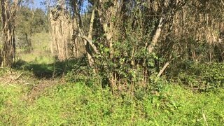 Land for sale in Anadia, Portugal — €38,000