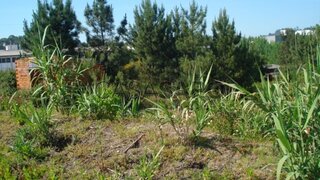 Terreno em Oliveira do Bairro · 7300 m² · 400 000 €