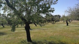 Terreno em Faro · 8250 m² · 460 000 €