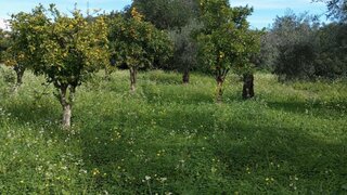 Land for sale in Alcoutim, Portugal — €85,000