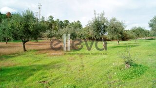 Terreno de 9600 m² em Castelo Branco