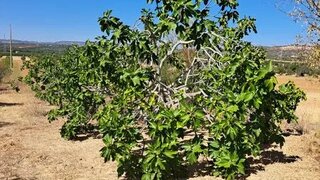 Land for sale in Silves, Portugal — €42,000