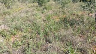 Land for sale in Silves, Portugal — €52,000