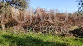 Land for sale in Anadia, Portugal — €10,000