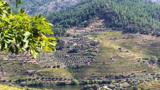 Terreno em Carrazeda de Ansiães · 3000 m² · 350 000 €