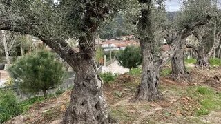 Land for sale in Santo Tirso, Portugal — €98,000
