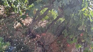 Land for sale in Baião, Portugal — €36,500