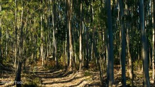 Terreno para venda em Oliveira de Azeméis, Portugal — 250 000 €