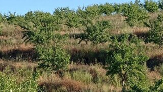 Land for sale in Torre de Moncorvo, Portugal — €31,500