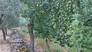Terreno em Torre de Moncorvo