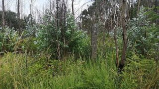 Terreno em Albergaria-a-Velha