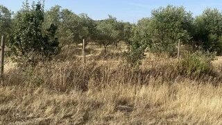 Land for sale in Vidigueira, Portugal — €25,000