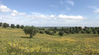 Land for sale in Montemor-o-Novo, Portugal — €195,000