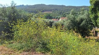 Land for sale in Góis, Portugal — €20,000