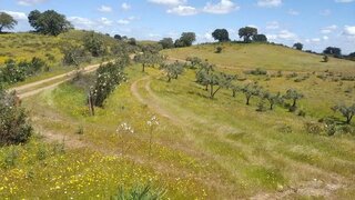 Land for sale in Serpa, Portugal — €264,000