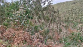 Terreno em Figueiró dos Vinhos
