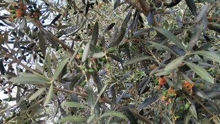 Terreno em Elvas