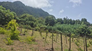 Terreno para venda em Santana, Portugal — 262 500 €
