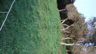 Terreno em Calheta (Açores)
