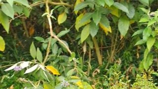 Land for sale in Machico, Portugal — €270,000